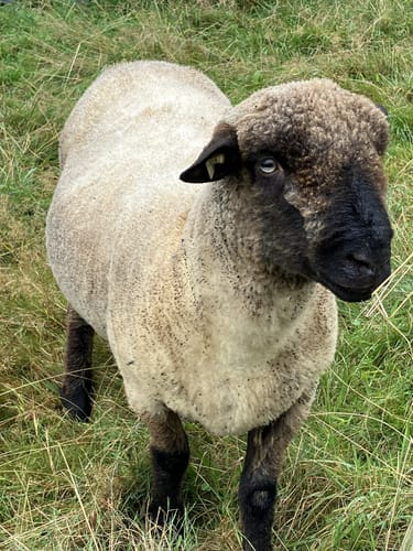 Rundwanderweg Kallstädter Tal 3: Buchklinger Weg