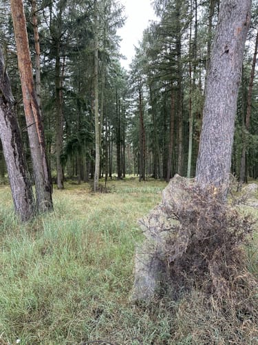 Kleine Runde Bokensdorf