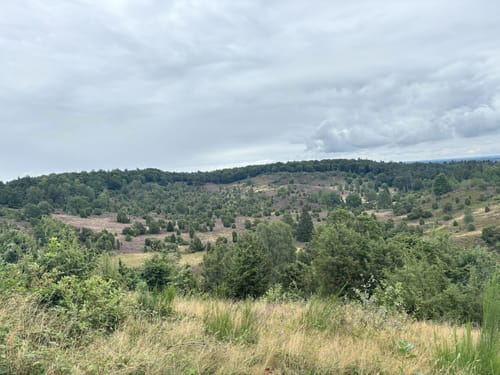 Wilseder Berg von Niederhaverbeck