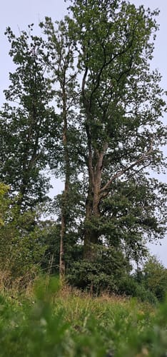 Zattenbacher Feld ab Bellingen