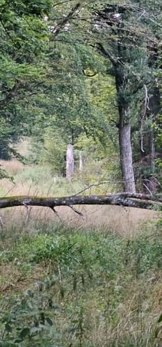 Zattenbacher Feld ab Bellingen