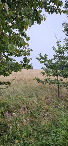 Zattenbacher Feld ab Bellingen