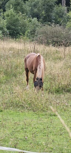 Zattenbacher Feld ab Bellingen