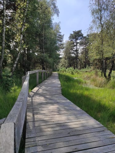 Durch den Diersfordter Wald zur Dünenlandschaft