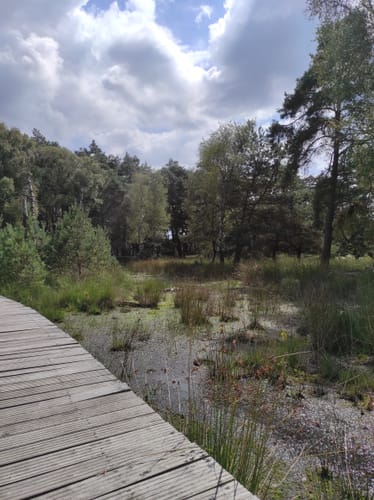 Durch den Diersfordter Wald zur Dünenlandschaft