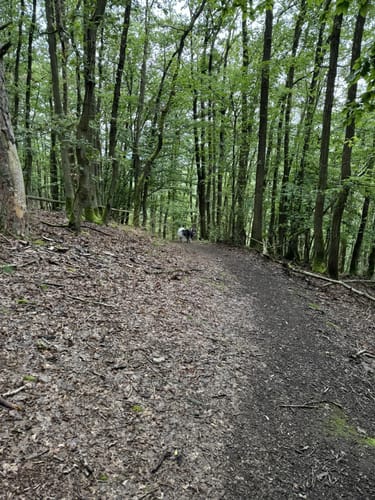 Murscher Aussichten (Premiumspazierwanderweg)