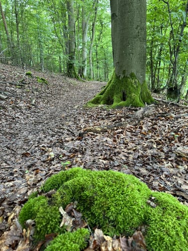 Murscher Aussichten (Premiumspazierwanderweg)