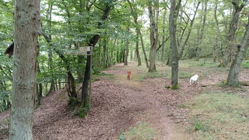 Ellenzer Rundweg