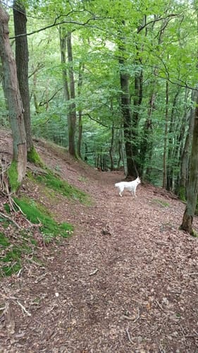 Ellenzer Rundweg