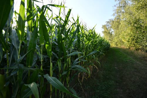Goldener-Falk-Weg KU12