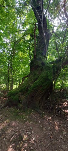 Aussichtsturm Zemmer - Frohnwald Runde