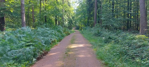 Aussichtsturm Zemmer - Frohnwald Runde