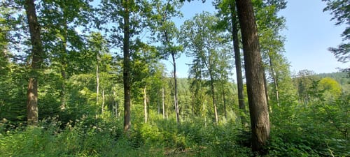 Aussichtsturm Zemmer - Frohnwald Runde