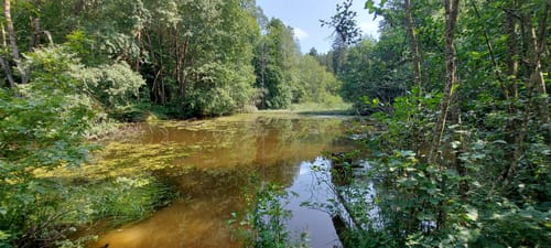 Aussichtsturm Zemmer - Frohnwald Runde