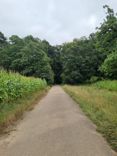 Bauernwald ab Flacht
