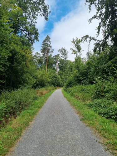 Bauernwald ab Flacht