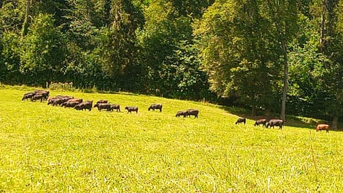 Rund um Lauchtersee und Kneippbad