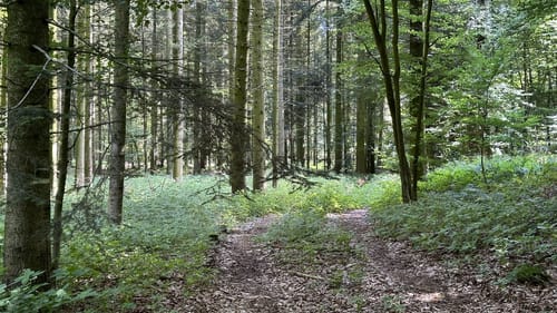 Friedeholz ab Syker Vorwerk