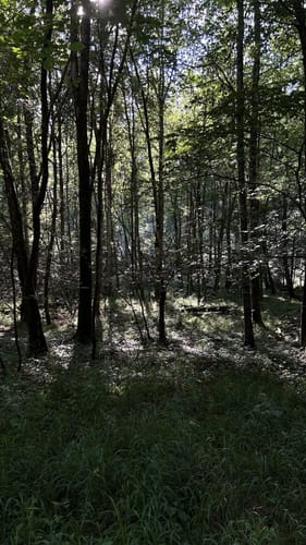Böblinger Wald Rundweg