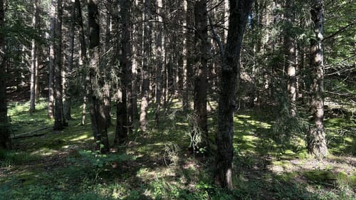 Böblinger Wald Rundweg