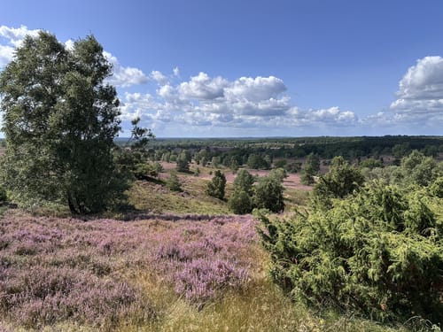Aus Undeloh zum Wilseder Berg
