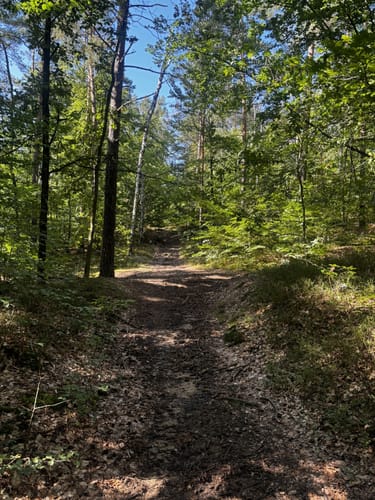 Wanderung Dresdner Heide