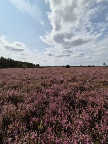 Südheide 'Wacholderwald in der Teufelsheide' W1m (mittlere Tour)