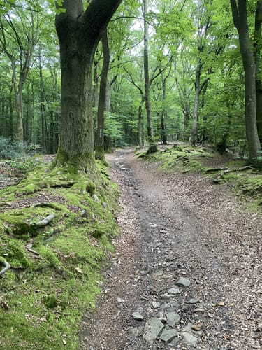 Hickenstein Rundwanderweg A4