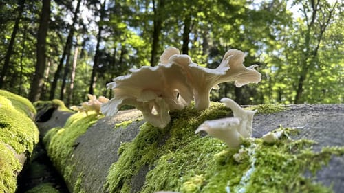 Friedeholz ab Syker Vorwerk