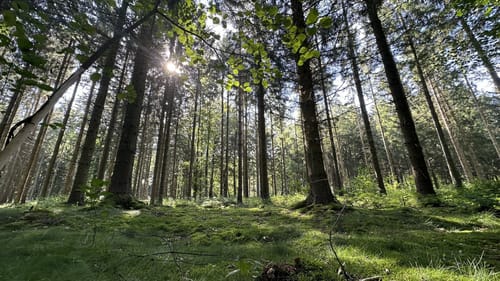 Friedeholz ab Syker Vorwerk