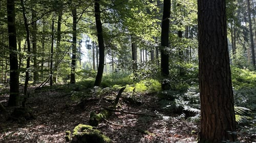 Friedeholz ab Syker Vorwerk
