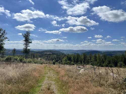 Rothaarsteig-Spur Wisentpfad