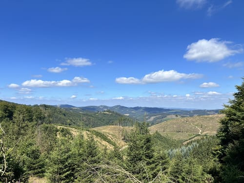 Rothaarsteig-Spur Wisentpfad