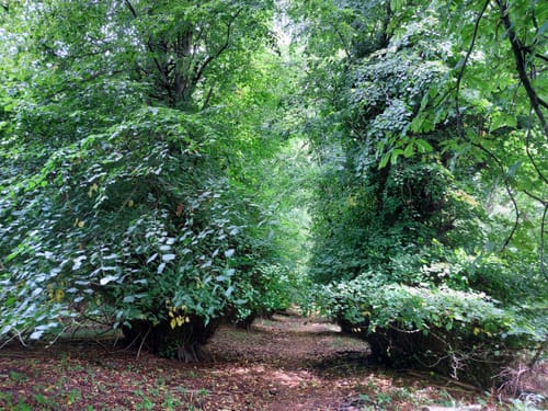 Insel Pulitz