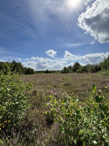 Rund um das Wittmoor