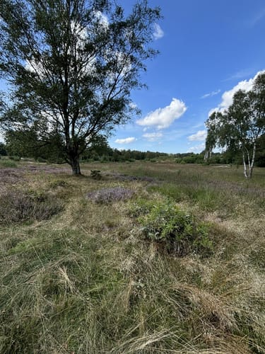 Rund um das Wittmoor