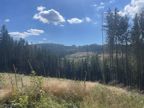 Rothaarsteig-Spur Wisentpfad
