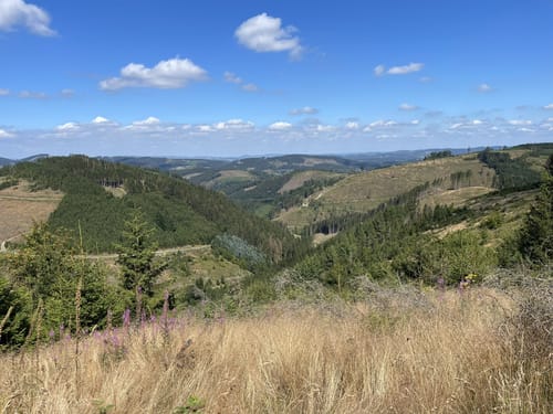 Rothaarsteig-Spur Wisentpfad