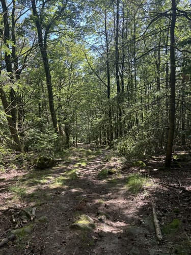 Rundwanderweg Seeheim-Jugenheim Friedensquelle 6: Galgen-Weg