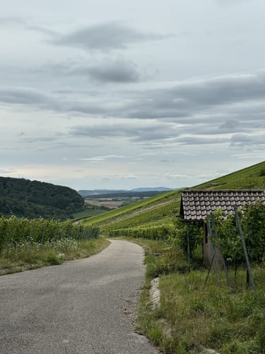 Rundwanderung im Hardtwald