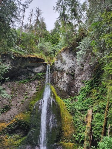 Best short hikes in olympic national park best sale