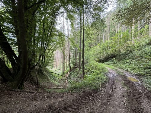 Über den Wiedweg ins Anxbachtal