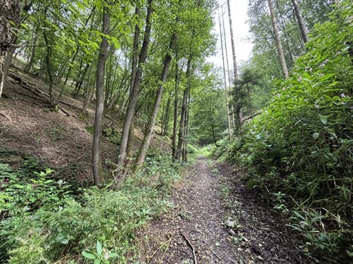 Über den Wiedweg ins Anxbachtal