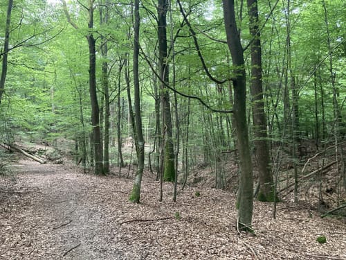 WesterwaldSteig Etappe 11: Kloster Marienthal - Weyerbusch