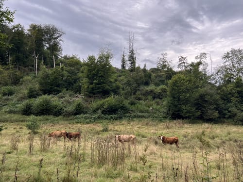 Durchs Grenzbachtal nach Werlenbach