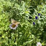 Bird Ridge Trail, Alaska - 1,149 Reviews, Map | AllTrails