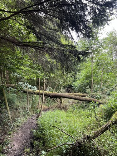 Durchs Grenzbachtal nach Werlenbach
