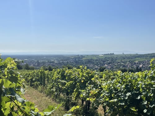 Circuit viticole sans frontière