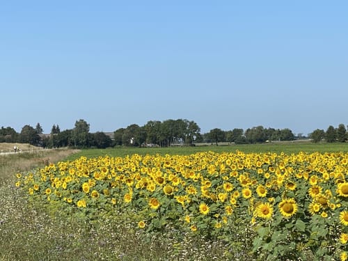 Donau-Radweg (D-Route 6) Etappe 13: Straubing - Niederalteich