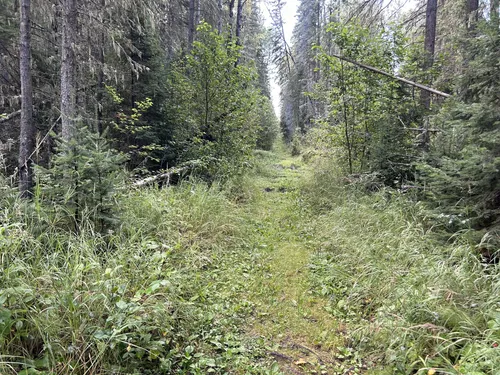 Best forest trails in Woodlands County | AllTrails